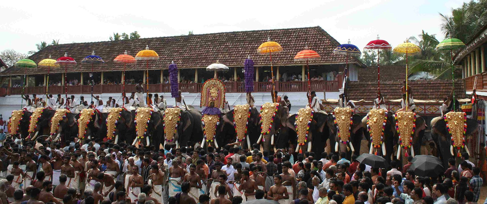elephants